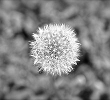 Tiny World in a Tiny World by Erin Sadler