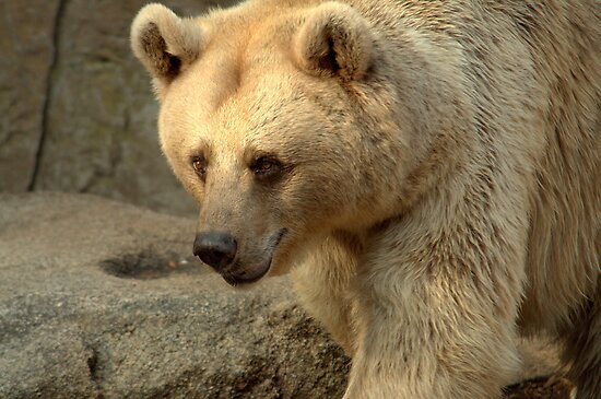 Syrian Bear