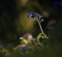 once upon a time by narabia