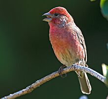 Morning Melody by Bryan Peterson