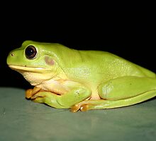 Green Tree Frog by Daniel Rayfield