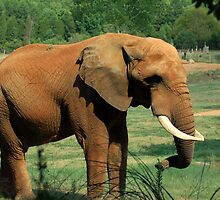 Elephant by cpad04