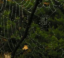 Web Site by Shell59