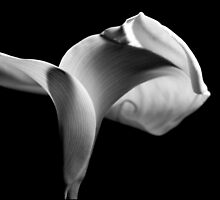 Speechless by George Paul Miller