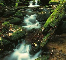 ROARING FORK by Chuck Wickham