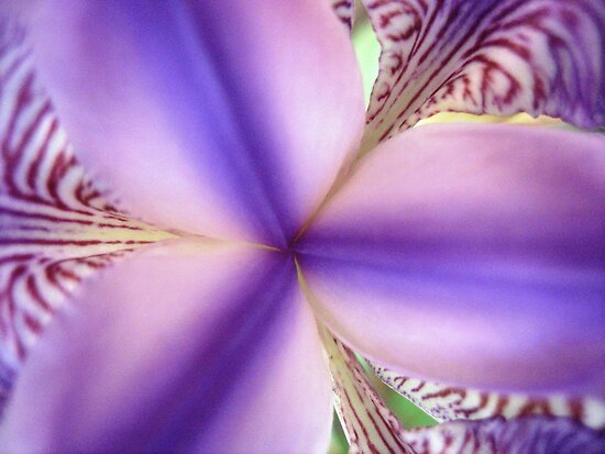 purple lilies