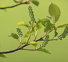 Beautiful Green of Spring by Stephen Thomas