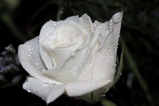 Amazing White Roses