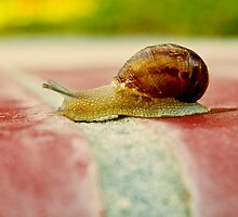 Snail Crossing the Finish Line...slowly... by Buckwhite