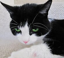 Can you believe I'm Sixteen ( That's 112 in human years) by Lyndy