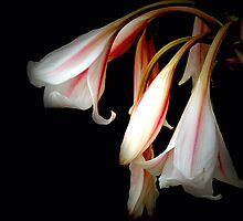 FLEURS EN ROSE 2 by Paul Quixote Alleyne
