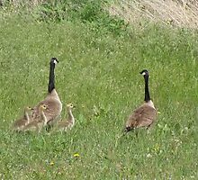 It's a Family Affair by janetmarston