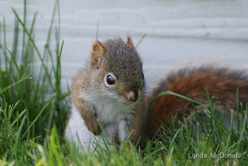 quot;Red Squirrel Baby quot; by Lynda McDonald Redbubble quot;Red Squirrel Baby quot; by Lynda McDonald Redbubble