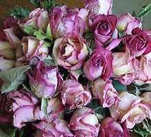 Old Pink by Hans Bax