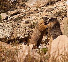 What Marmots Really Do When No Humans Are Around by Jay Ryser
