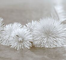 Floating Dandelions by Heather Caye