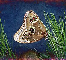 Butterfly Novelty by Bonnie T. Barry