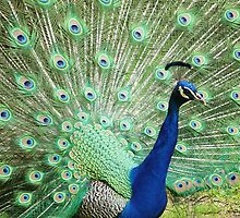 Peacock Close Up by shane22