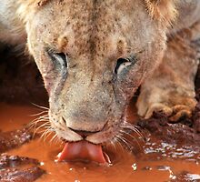 The quench by hybaby