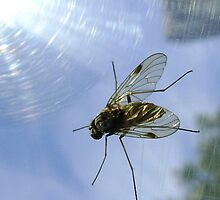 fly, reflecting by armadillozenith