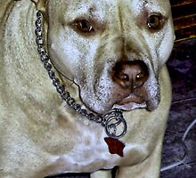 The Sad Ole Brown Dog - Obilby by Epazia Espino