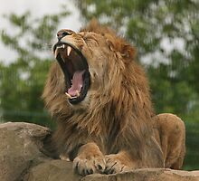 I`m So Bored! by Franco De Luca Calce