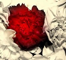 A Rose is a Rose by Adrena87