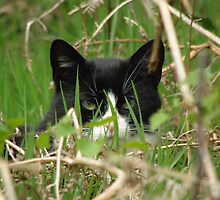 Hidden Gem by Lorna Boyer