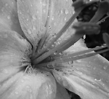 Beauty in B&W by Hans Bax