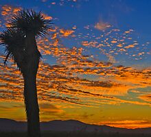 Joshua Tree Silohette Sunset by photosbyflood