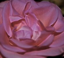 A Simple Rose by laureenr