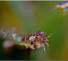 Survival Mode by Chet King