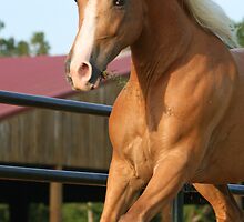 Equine Review by Emily Peak