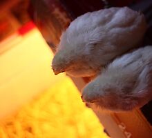 Thomas Pop Corn & Sonya Zinger From Above by tracylb