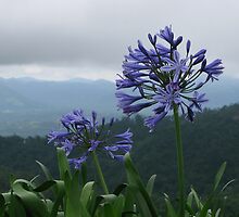 Agapanthus by jaycraft