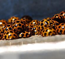 Spot the Difference by Emma Howell