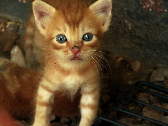 Littlecutiepiie Littlecutiepiie