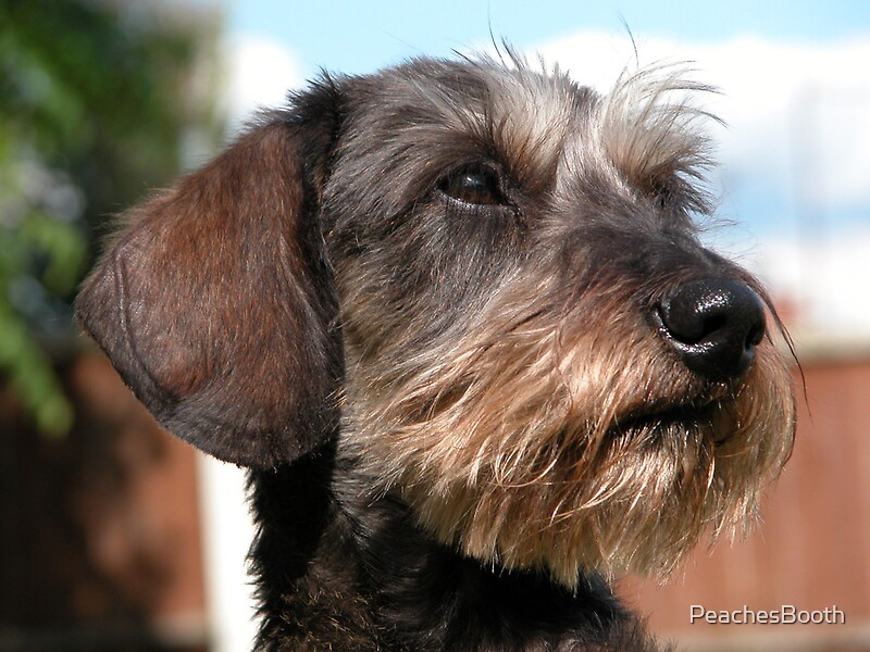 "Miniature Wire Haired Dachshund" by PeachesBooth Redbubble