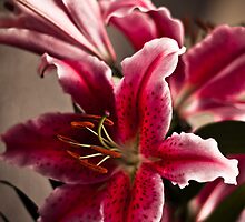 Star Gazer by Daphne Johnson