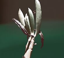 FOUR FINGERS by Paul Quixote Alleyne