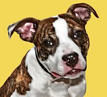 This Is Mikal! by Mark Ross