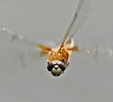Four-spot Chaser in flight by Nigel Kendall