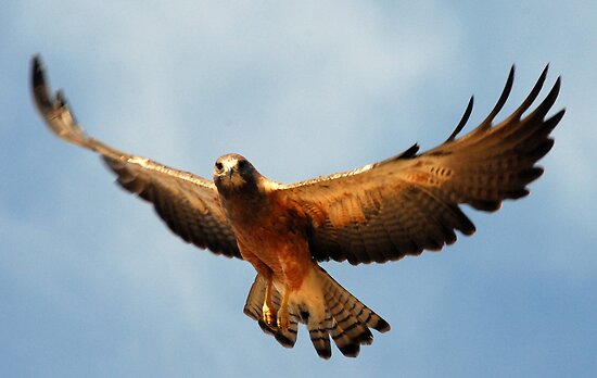 Hawk Soaring