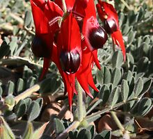 Sturt's Desert Pea by Nick Hunt