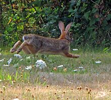 "Look! Up in the sky! It's a boid!"….. “No! It’s SUPER RABBIT!" by Chuck Gardner