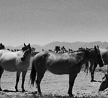 DESERT HORSES by Paul Quixote Alleyne