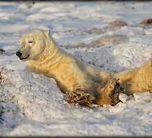 The Bean Bag Bear by Deri Dority
