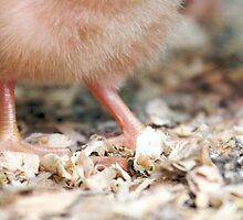 Itty Bitty Feet by Ann Rodriquez