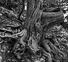 6864 - Survival by Ray Mosteller