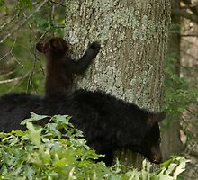 Ready Mama by Gary L Suddath